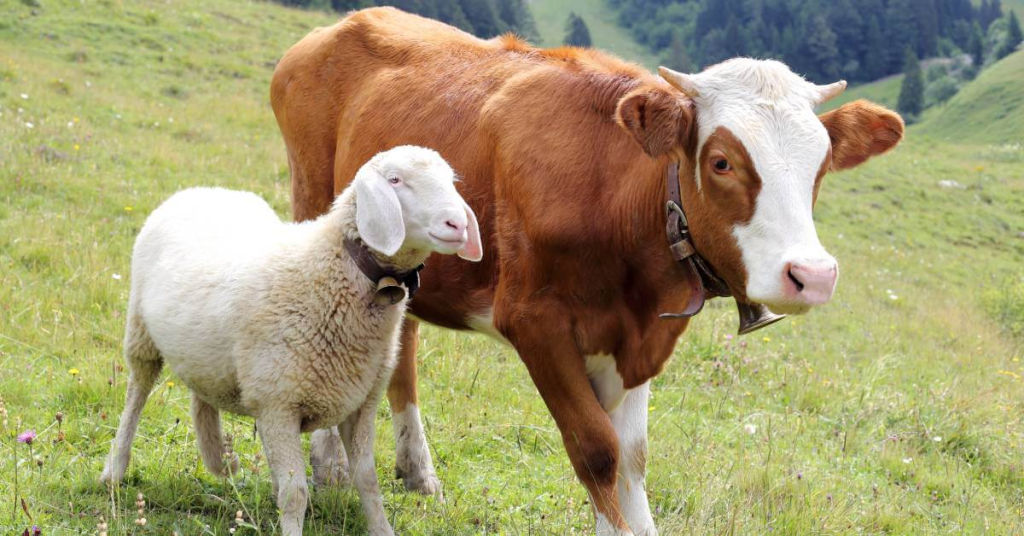 Fiqih Qurban, Fiqih Aqiqah